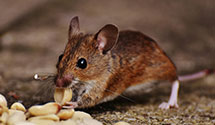 24 Hour & Emergency Exterminators in Kings Mtn, KY
